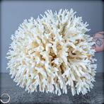 Natuurlijke takken van wit koraal - Acropora latistella -, Verzamelen, Mineralen en Fossielen