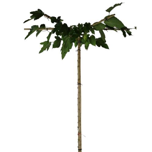 Dakmoerbei - Morus alba Fruitless - Kruisdak | omtrek: 8-10, Tuin en Terras, Planten | Bomen, Ophalen of Verzenden