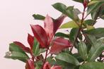 Glansmispel Red Robin/Photinia fraseri Red Robin 60t/m225cm, Ophalen of Verzenden, Overige soorten, Haag, 100 tot 250 cm