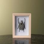 Goliathkever in Lijst Taxidermie Opgezette Dieren By Max, Verzamelen, Dierenverzamelingen, Ophalen of Verzenden, Nieuw, Insect
