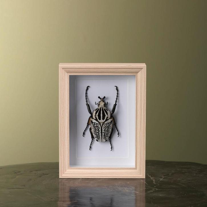 Goliathkever in Lijst Taxidermie Opgezette Dieren By Max, Verzamelen, Dierenverzamelingen, Opgezet dier, Nieuw, Insect, Ophalen of Verzenden