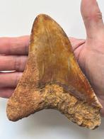 Enorme Megalodon tand 13,1 cm - Fossiele tand - Carcharocles