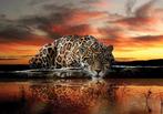 Jaguar fotobehang, ook op maat, Fotobehang4you, Verzenden, Jaguar, Jungle behang