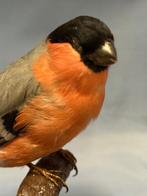 Ciuffolotto gemeente Taxidermie volledige montage - Pyrrhula, Verzamelen, Dierenverzamelingen, Nieuw