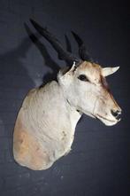 Large Safari head-mount Taxidermie wandmontage - Eland -, Nieuw