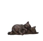 Beeldje - Sleeping cats - Brons