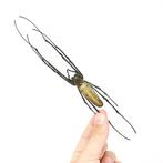 10 gouden orbwevers Taxidermie volledige montage - Nephila, Verzamelen, Nieuw
