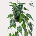 Kunstplant - Alocasia - Olifantsoor - 80 cm, Verzenden, Nieuw