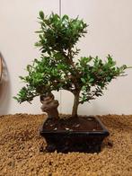 Japanese holly bonsai (Ilex crenata) - Hoogte (boom): 25 cm
