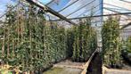 Hedera hibernica groenblijvende klimop 20/40 t/m 175/200 cm, Vaste plant, Lente, Overige soorten, Ophalen
