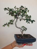 Chinese iep bonsai (Ulmus parviflora) - Hoogte (boom): 30 cm