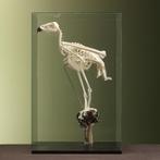 Steenarend Skelet Taxidermie Opgezette Dieren By Max, Verzamelen, Dierenverzamelingen, Ophalen of Verzenden, Nieuw, Vogel, Opgezet dier