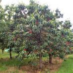 Oude Kersenboom - Prunus a. Burlat - Laagstam +/- 15 jaar, Tuin en Terras, Planten | Bomen, Ophalen of Verzenden