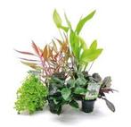 Aquariumplanten Luxe Mix 5 potten, Nieuw, Ophalen of Verzenden
