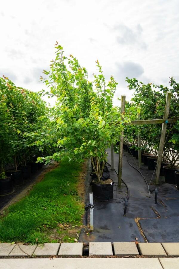 Acer saccharinum meerstammig, Tuin en Terras, Planten | Tuinplanten
