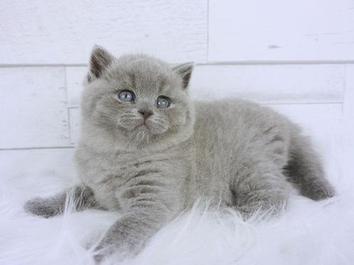 100% raszuivere Britse korthaar kittens beschikbaar, Dieren en Toebehoren, Katten en Kittens | Raskatten | Korthaar, Meerdere dieren