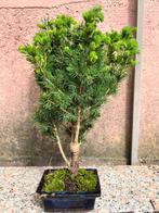 Spar bonsai (Picea) - Hoogte (boom): 36 cm - Diepte (boom):, Antiek en Kunst, Kunst | Schilderijen | Klassiek