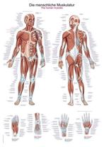 Anatomie poster spieren (kunststof-folie, 70x100 cm), Nieuw, Verzenden