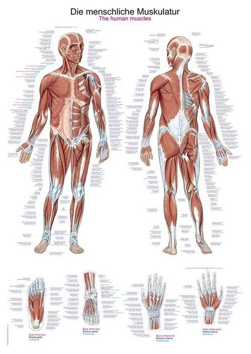 Anatomie poster spieren (kunststof-folie, 70x100 cm), Sport en Fitness, Overige Sport en Fitness, Nieuw, Verzenden