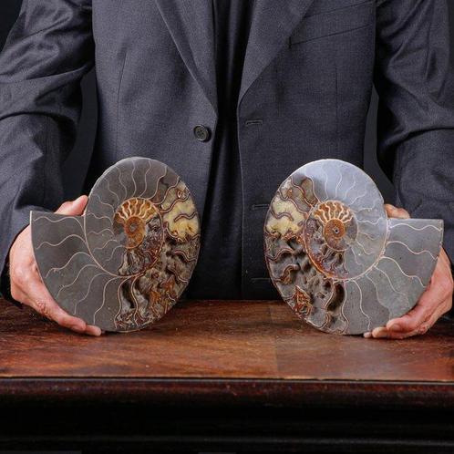 Eerste kwaliteit gesegmenteerde ammoniet - Perfect zichtbare, Verzamelen, Mineralen en Fossielen