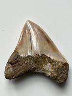 Megalodon tand 6,9 cm - Fossiele tand - Carcharocles, Nieuw
