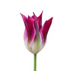 Bloembollen - 50 x Tulp Purple Dance - paars, Verzenden, Voorjaar, Volle zon, Bloembol