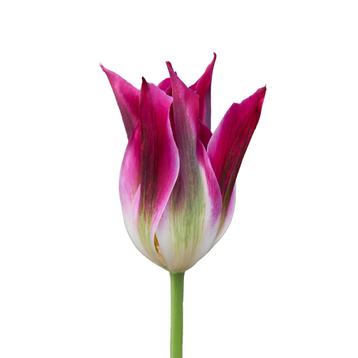 Bloembollen - 50 x Tulp Purple Dance - paars beschikbaar voor biedingen