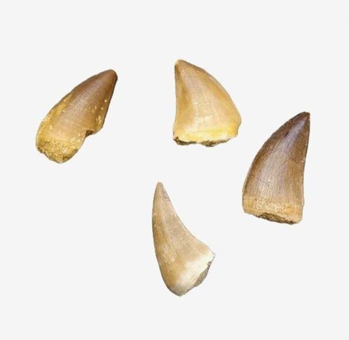 Dinosaurus Tand - Mosasaurus - 11 cm - 11 cm - 5 cm - (1), Verzamelen, Dierenverzamelingen