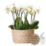 Kolibri Orchids | witte plantenset in Reed Basket incl. wate, Verzenden, Nieuw
