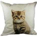 canvas kussen kitten 50x50cm*, Verzenden, Nieuw