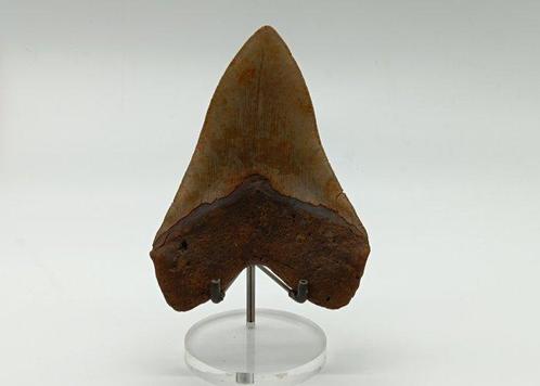 Groot en Zwaar Bruin - Fossiele tand - Otodus (Carcharocles), Verzamelen, Mineralen en Fossielen