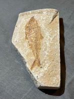 Vis - Gefossiliseerd dier (Zonder Minimumprijs), Verzamelen, Mineralen en Fossielen