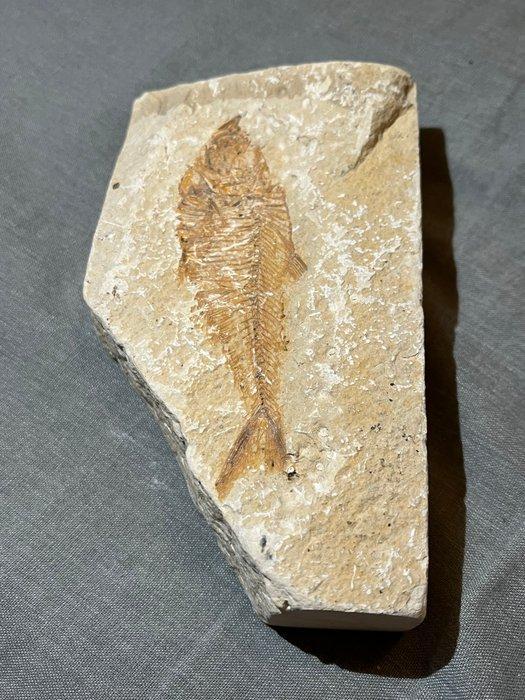 Vis - Gefossiliseerd dier (Zonder Minimumprijs), Verzamelen, Mineralen en Fossielen