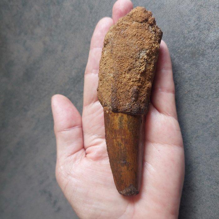 Dinosaurus - Fossiele tand - Spinosaurus aegyptiacus - 125, Verzamelen, Mineralen en Fossielen