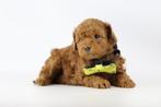 Dwergpoedel pups te koop, Belgisch fokker, Toy poedel, Dieren en Toebehoren, Poedel, België, 8 tot 15 weken, Parvo