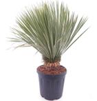 Winterharde palmlelie - Yucca rostrata - Verschillende maten
