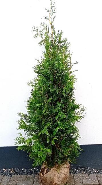 Thuja, haagconiferen beschikbaar voor biedingen
