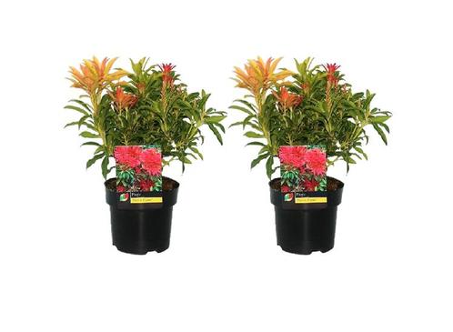 Pieris Forest Flame - set of 2, Huis en Inrichting, Kamerplanten, Verzenden