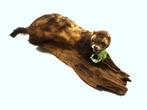 Fret Taxidermie volledige montage - Mustela putorius furo -, Nieuw