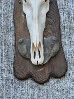 Bubale caama Taxidermie wandmontage - Alcelaphus buselaphus, Nieuw