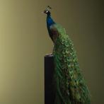 Blauwe Pauw Taxidermie Opgezette Dieren By Max, Verzamelen, Dierenverzamelingen, Ophalen of Verzenden, Nieuw, Vogel, Opgezet dier