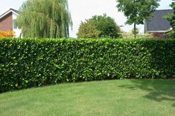 Laurierkers Prunus laurocerasus Etna Haag 200-225 Kluit beschikbaar voor biedingen