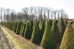 Palmboompje Buxus Sempervirens Kegel 50-60 Kluit