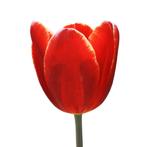 Bloembollen - 64 x Tulp Globo Rojo - rood, Tuin en Terras, Bloembollen en Zaden, Verzenden, Voorjaar, Volle zon, Bloembol