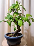 Pseudocydonia bonsai met mooie bloemen en lekker fruit -, Antiek en Kunst