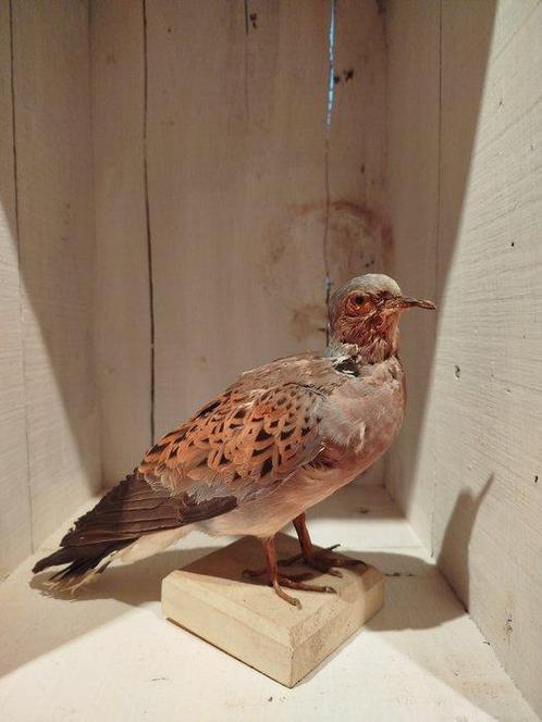 Vintage Europese tortelduif Taxidermie volledige montage -, Verzamelen, Dierenverzamelingen