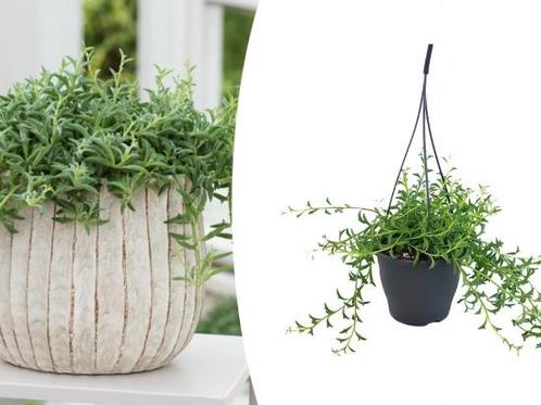 Hangplant dolfijnenplant, Tuin en Terras, Planten | Tuinplanten
