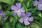 Maagdenpalm: Vinca Minor ‘Blue’ (Bodembedekkers), Halfschaduw, Vaste plant, Bodembedekkers, Ophalen of Verzenden