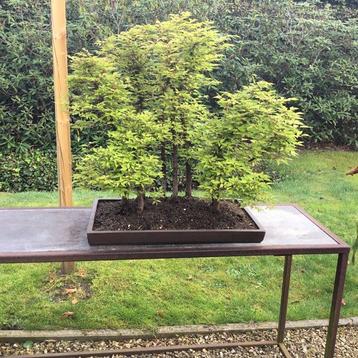 Japanese iep bonsai (Zelkova) - Hoogte (boom): 60 cm - beschikbaar voor biedingen