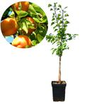 abrikoos Prunus armeniaca Luizet + Pot 23cm, Verzenden, Volle zon